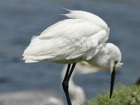 jan 008 (2)  Little Egret : jan
